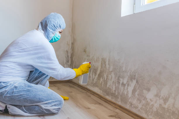 Licensed Attic Mold Removal service in Portage, MI - WQB Mold Removal